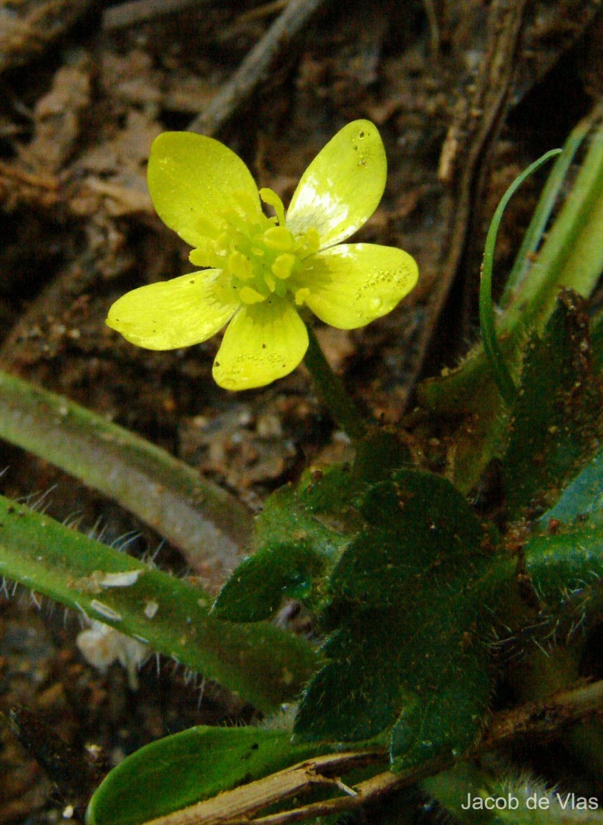 Ranunculus wallichianus Wight & Arn.